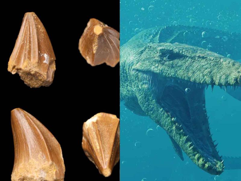 Descubren ‘monstruo marino’ extinto con extraños dientes en forma de destornillador