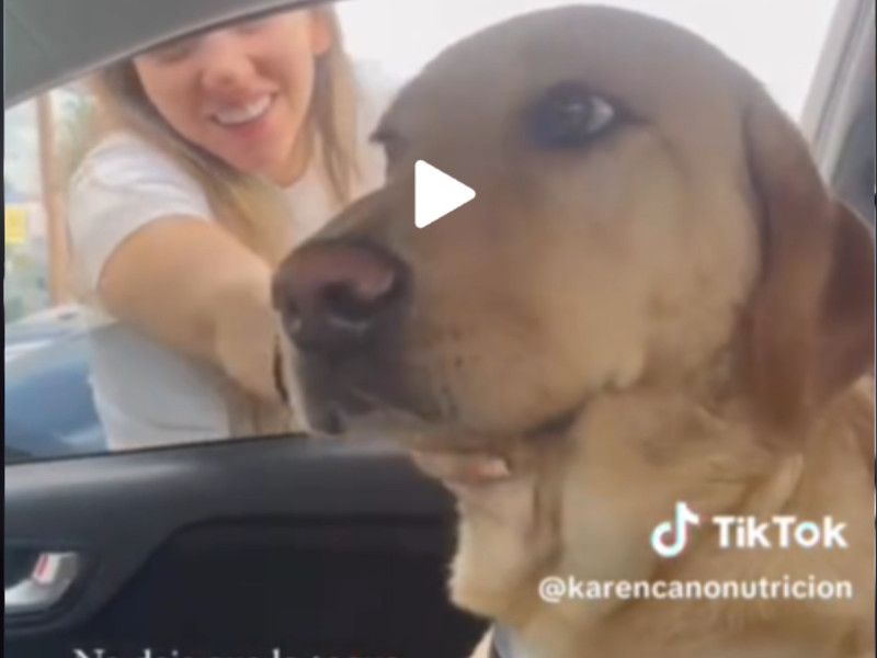 VIDEO: Perrito sorprende a su humana traicionándola con otro y no la perdona