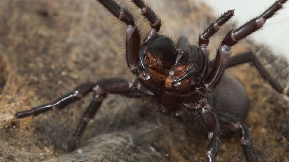 Ni en tus peores sueños: esta es la araña más letal del mundo que puede modificar su veneno
