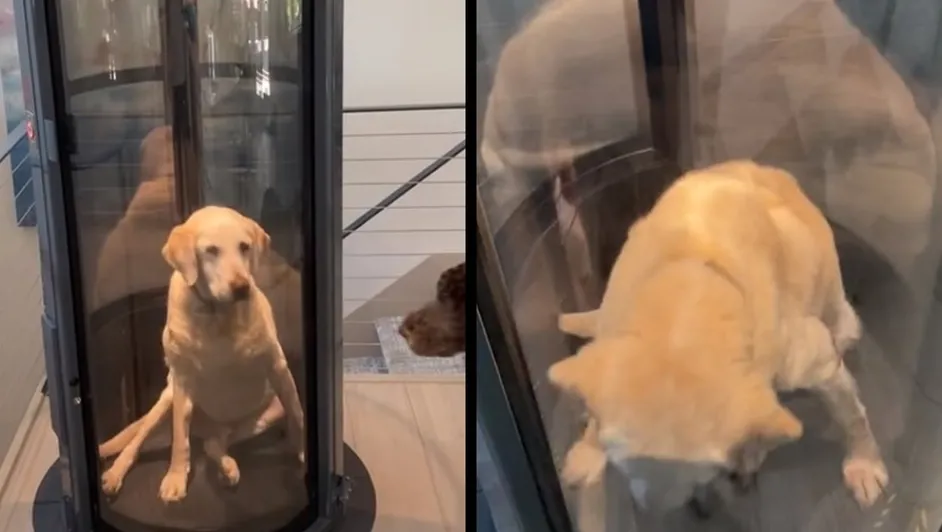Video: ¡Gran gesto! Familia construye elevador para perrito porque ya no puede subir ni bajar las escaleras