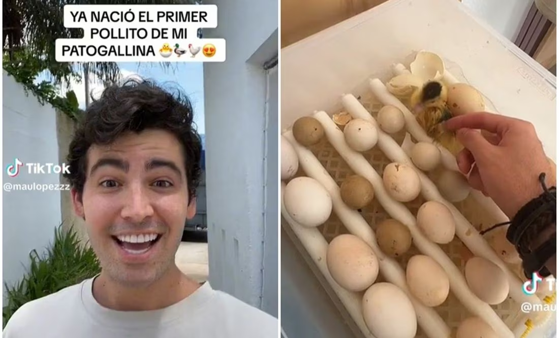 VIDEO. ¿Existe el patogallina? Influencer se viraliza en TikTok por presumir su descubrimiento
