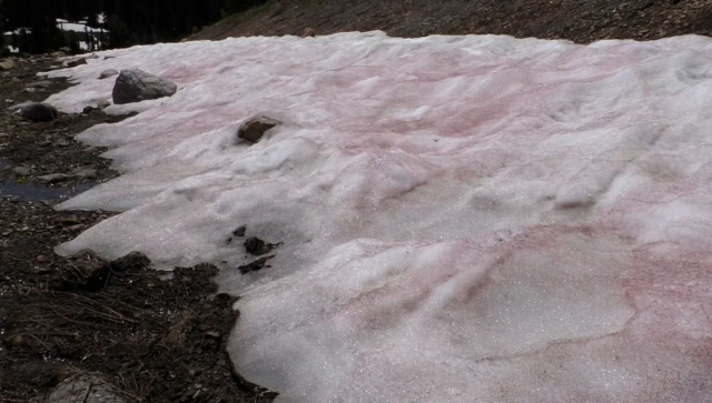 ¿Qué es la «nieve de sandía»? El fenómeno que tiñe de rosa y rojo las montañas de Utah