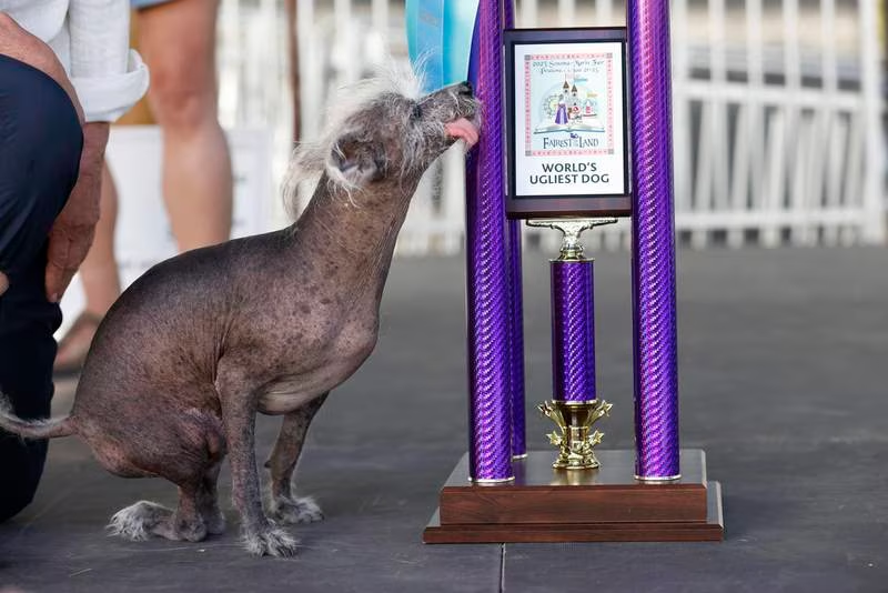Scooter: Conoce al perrito ganador del Concurso del Perro Más Feo del Mundo 2023