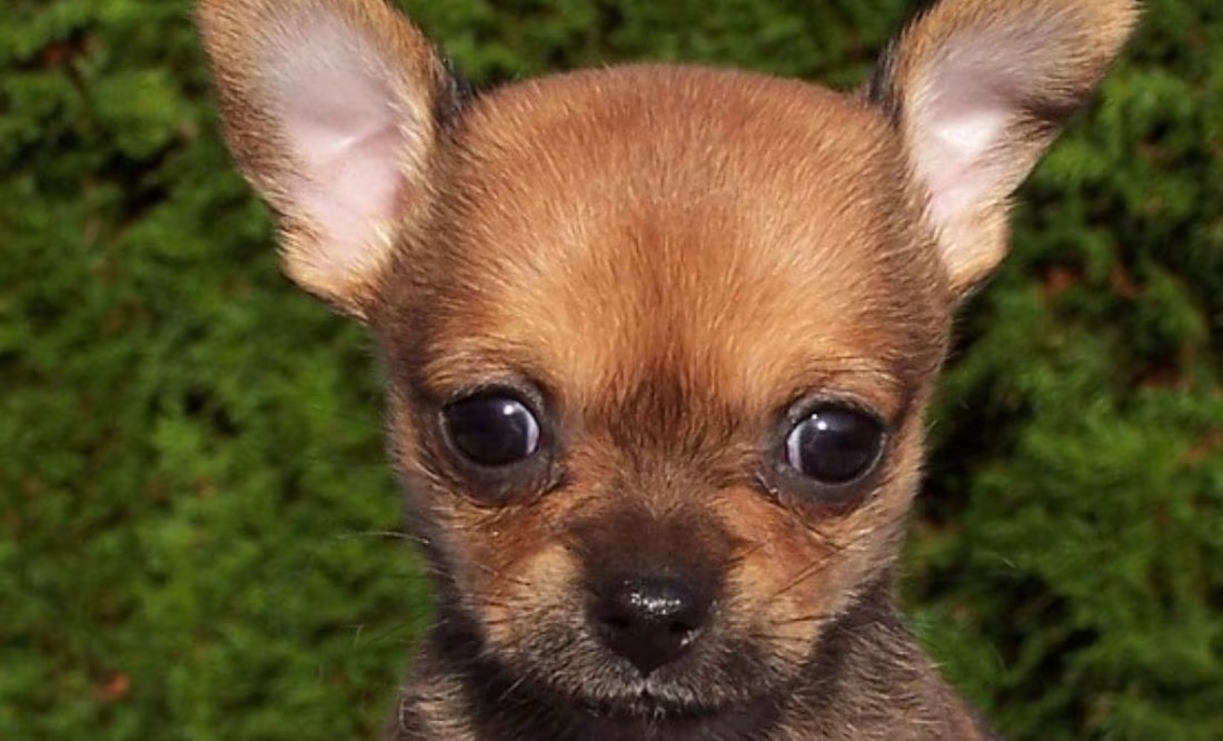 Perrito chihuahua roba corazones en el Metro CDMX al quedarse dormido durante viaje