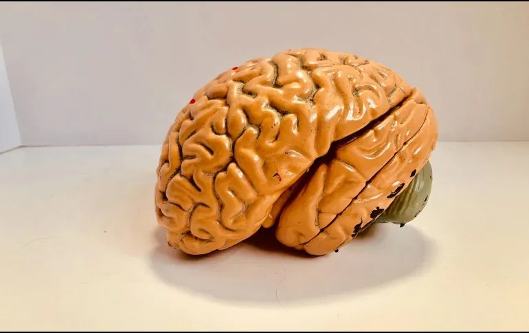 ¿Se puede trasplantar el cerebro?