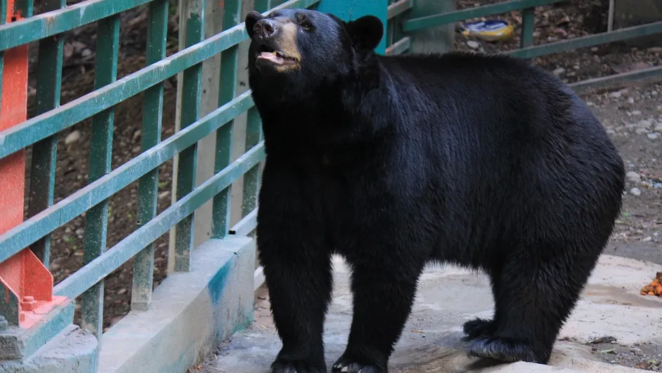Video: Buscan a oso negro merodeando por calles de Washington; lo vieron descansar en un árbol