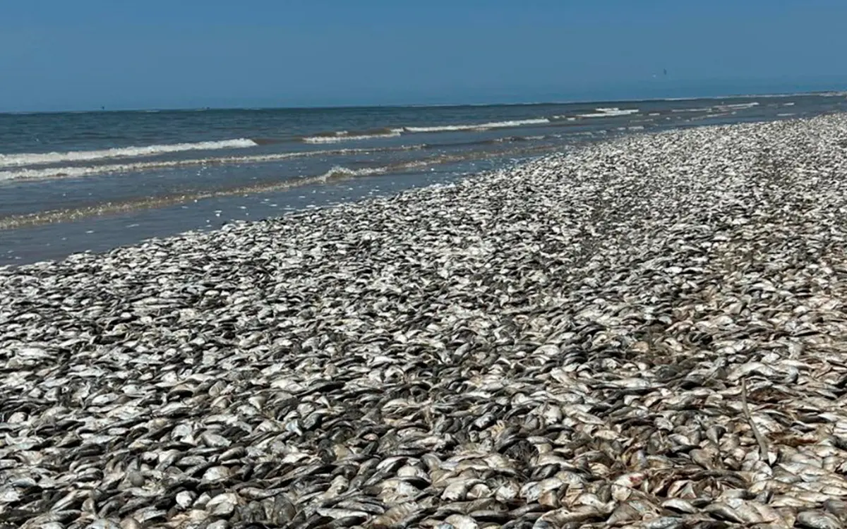 Miles de peces aparecen muertos en las costas de Texas