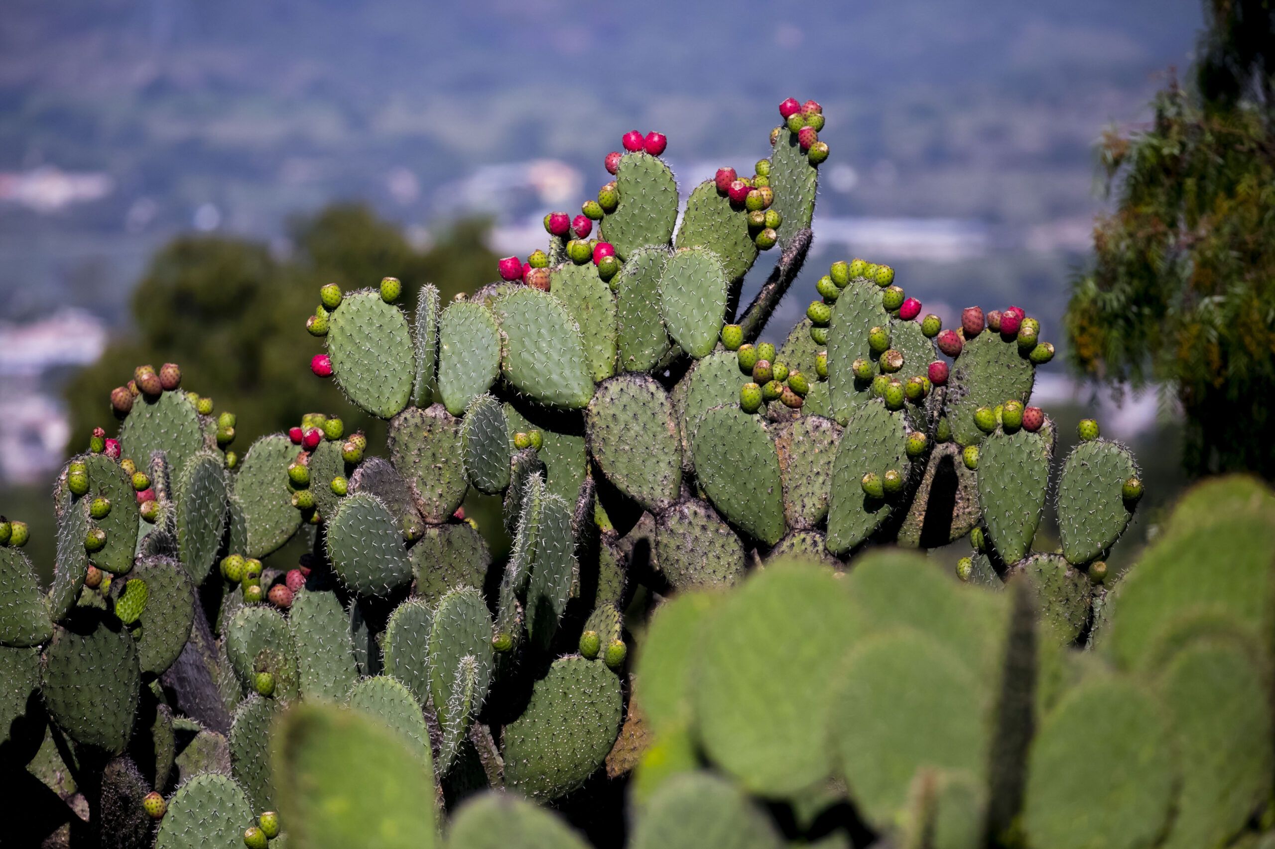 Las magníficas propiedades del nopal para la salud