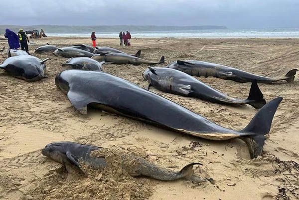 Mueren 55 ballenas al encallar en una playa de Escocia