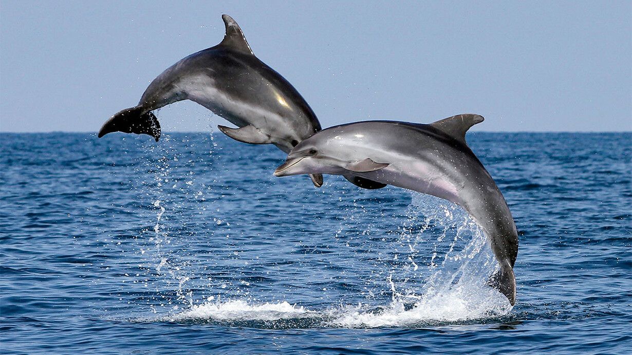 No son solo las orcas: los delfines también están cambiando su comportamiento, aunque son más «diplomáticos»