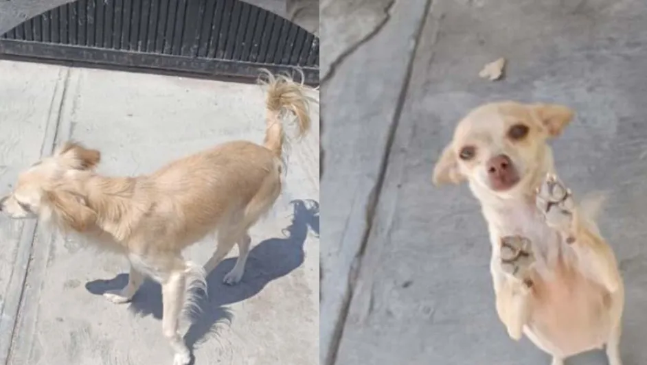 Familia se muda y «olvidan» a perritas afuera de la casa en La Laguna