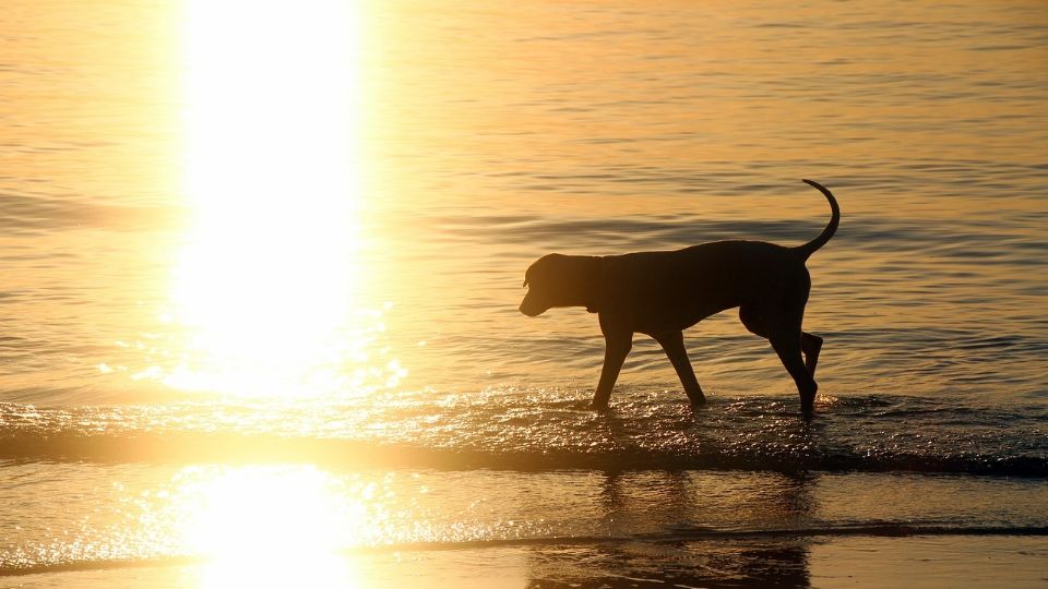 Ahogó a su perro en la playa «por tener pulgas»: el nuevo caso de maltrato animal que indigna en redes