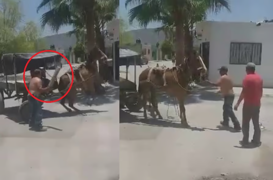 Activan protocolo de atención tras denuncia de maltrato animal a un caballo en Torreón