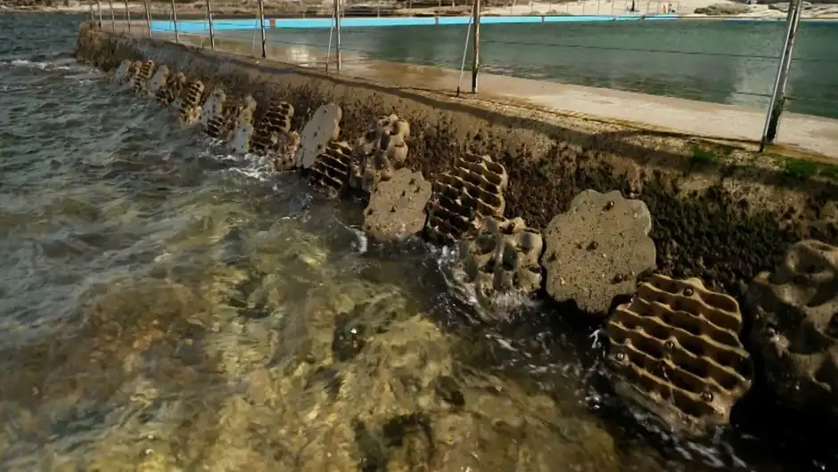 Paredes marinas vivientes: una apuesta para salvar a las pequeñas especies a menudo olvidadas