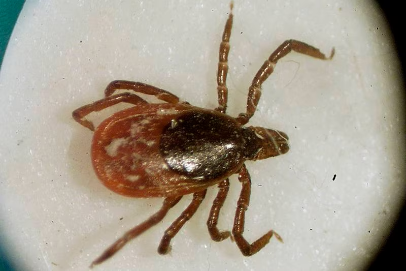 Calentamiento global aumenta casos de enfermedades transmitidas por garrapatas
