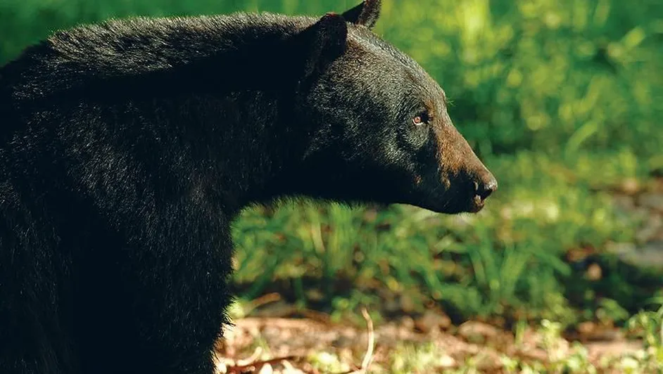 ¡Abuelo contra oso! Defiende a su mascota de ataque y termina en el hospital en EU