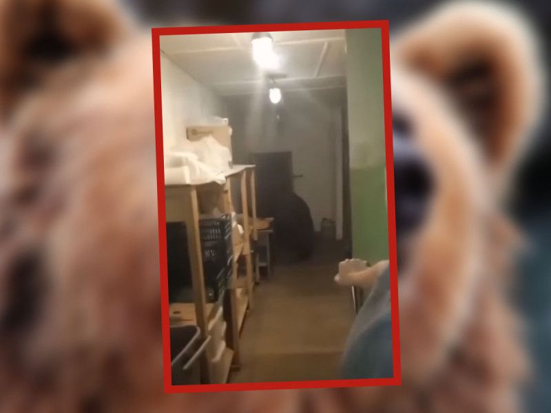 Oso ‘entró por su casa’ a una panadería… ¡y se comió 125 pasteles!; video se vuelve viral