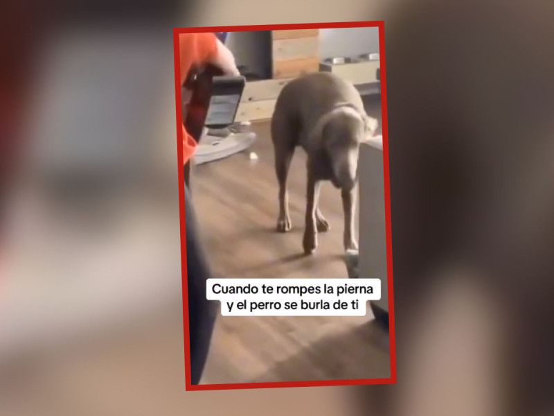 VIDEO. Dueña ‘se rompe’ la pierna y su ‘lomito’ la imita; video se hace viral