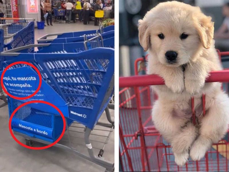 ¡Ya puedes subir a tu lomito al carrito del super!