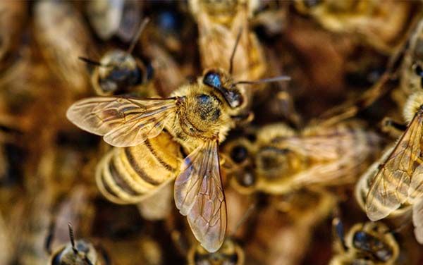 Hallan cientos de abejas momificadas