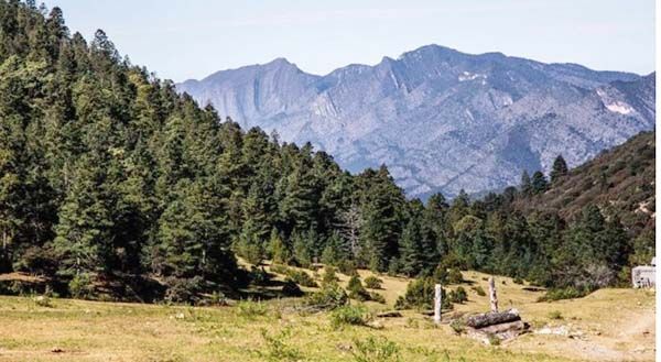 Exhortan extremar cuidados en bosques