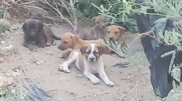 Es crueldad animal delito en Coahuila