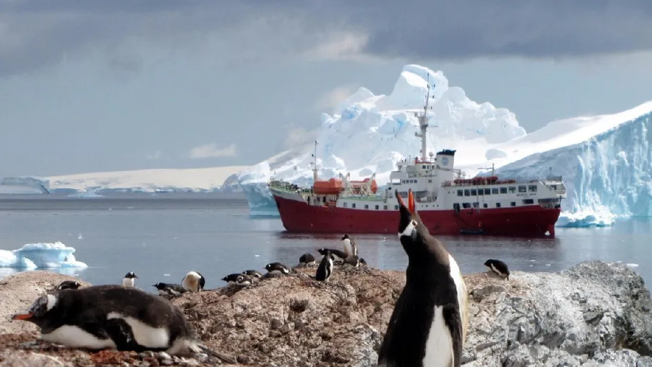 Pingüinos emperador peligran ante el deshielo de la Antártida
