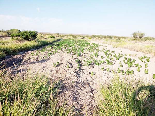 Favorece programa de tractores al campo