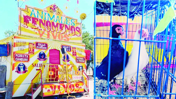 Clausuran feria que animales con malformaciones en NL