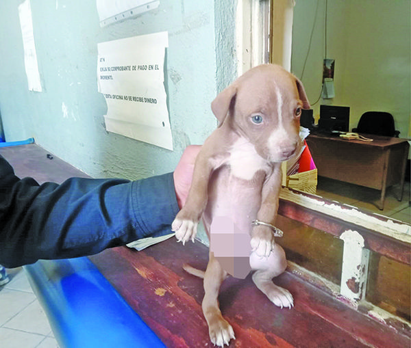 ARRESTA POLICÍA A CACHORRO PITBULL