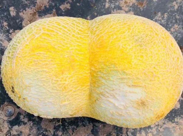 En Coahuila encuentra un melón siamés