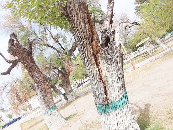 Matan vetustos árboles en plaza de Nadadores