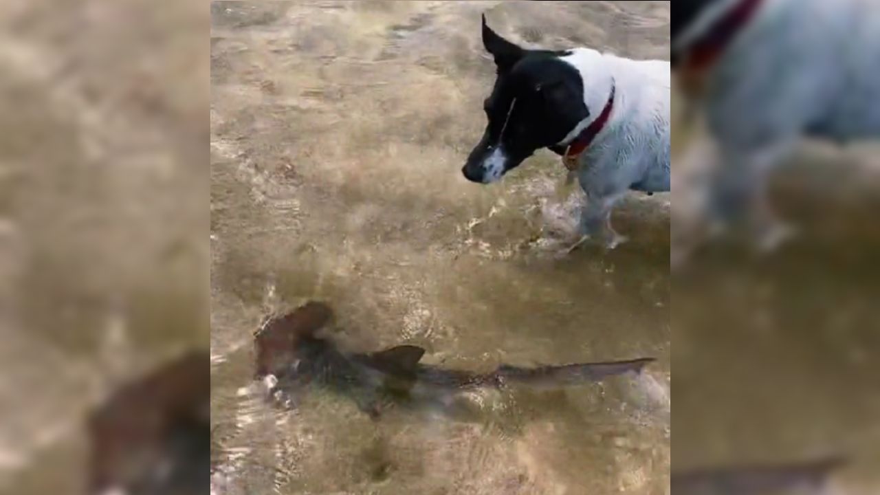 ‘Amistad’ entre una perrita y un tiburón se hace viral en TikTok