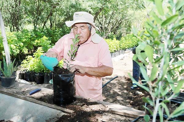 Produce vivero municipal arbolado para reforestación