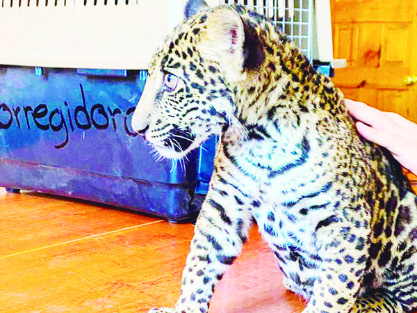 ¿Un lindo gatito?