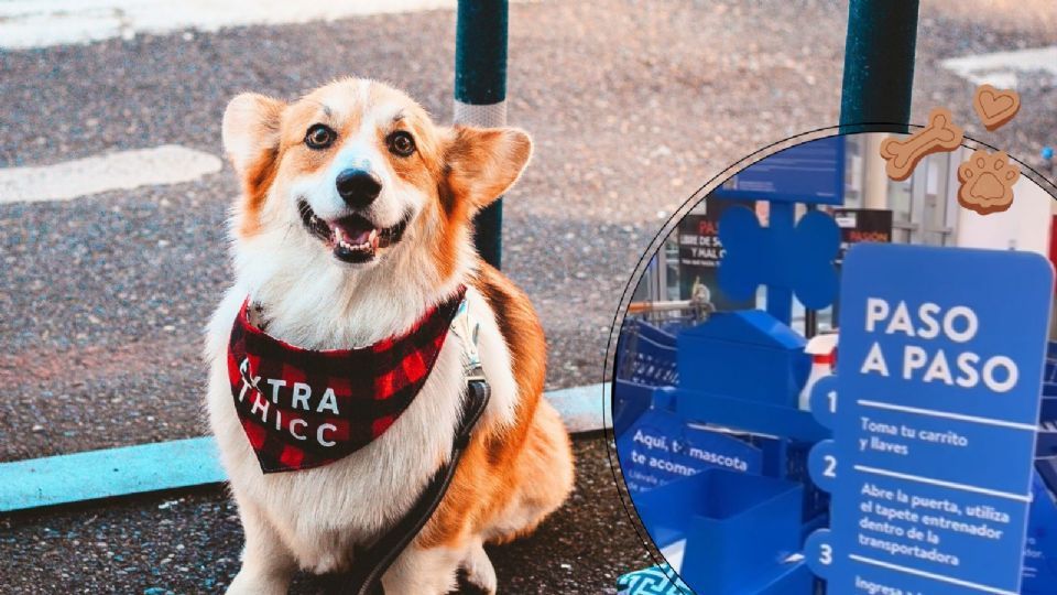Walmart se vuelve ‘Pet Friendly’ en México; conoce todas las reglas
