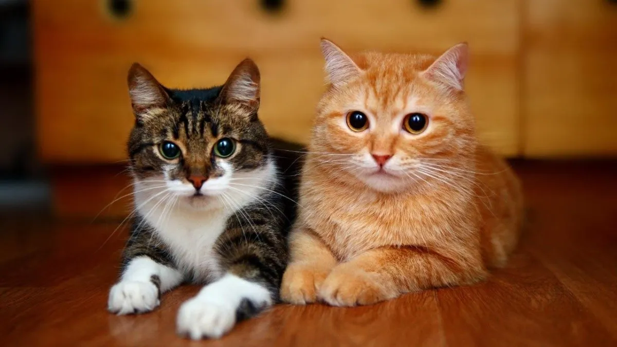 Por qué ronronean los gatos y otros 9 datos que no sabías de ellos