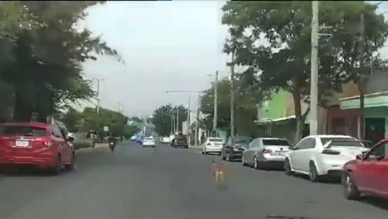 Intenta no llorar: Sujetos abandonan a lomito, que corre para alcanzarlos