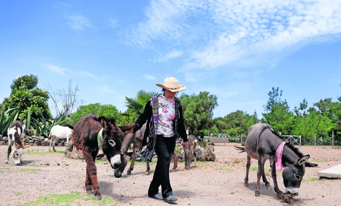 Alertan que burros están en peligro de extinción