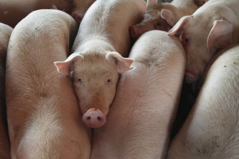 Logran transplante exitoso de riñones de cerdo a un ser humano