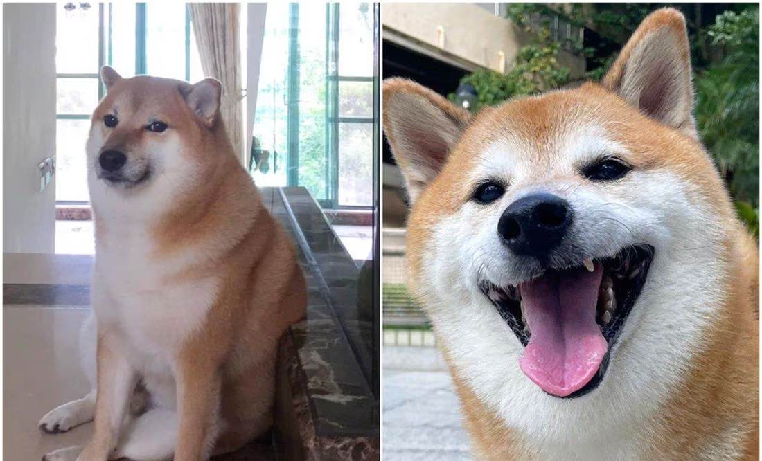 Muere Cheems, perrito protagonista de memes, a los 12 años: ‘Está en el cielo comiendo’