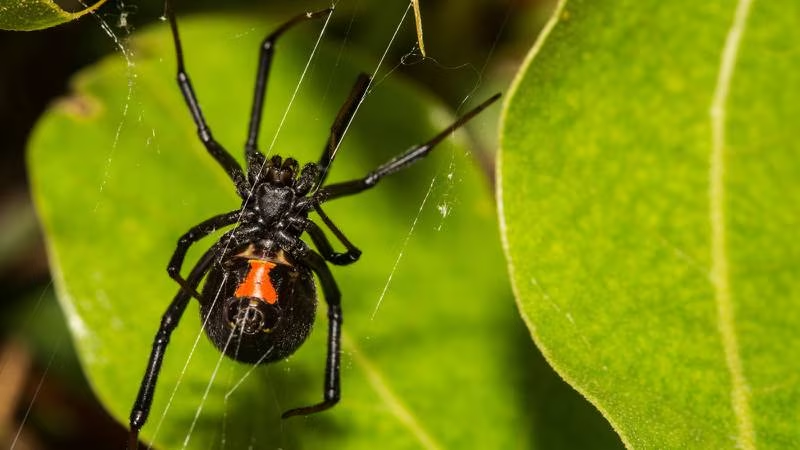 Araña viuda negra: ¿Cuáles son los síntomas y riesgos de su picadura?