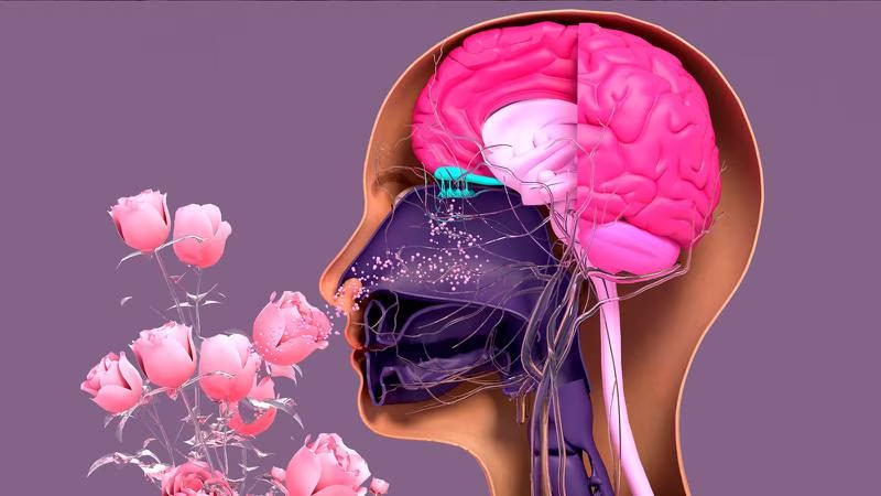 ¿Por qué nos gusta el olor a lluvia o a pan recién hecho? Esto genera en nuestro cerebro