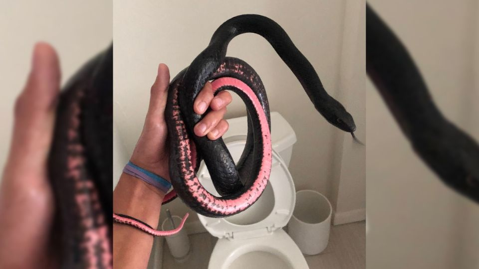 Ten mucho cuidado, pues estas extrañas criaturas se arrastran en los tubos del baño