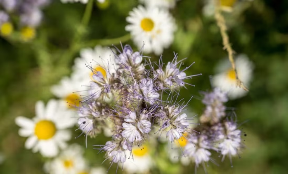El producto natural con el que mejorarás la memoria en poco tiempo