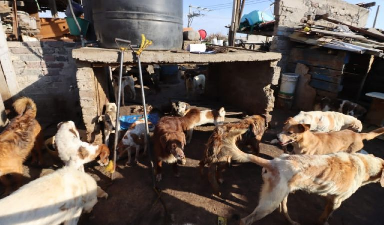 Tacos de perro: ¿a qué saben y qué daño hace comerlos?