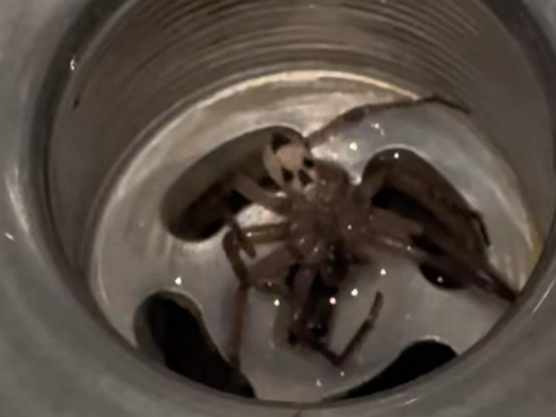 VIDEO: Mujer encuentra araña con cara de calavera en su casa… ¡Le advierten peligro!