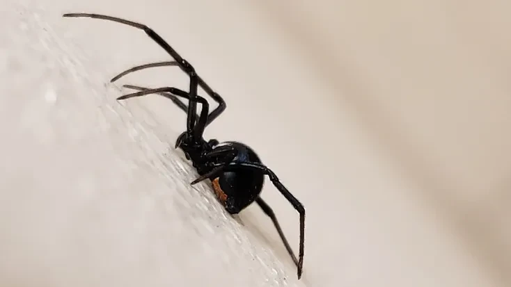 Niño se Deja Picar por Viuda Negra para convertirse en Spider-Man