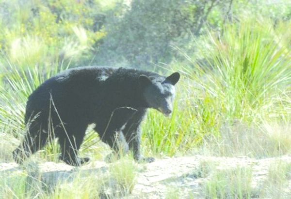 Presencia de osos es por crecimiento de la especie