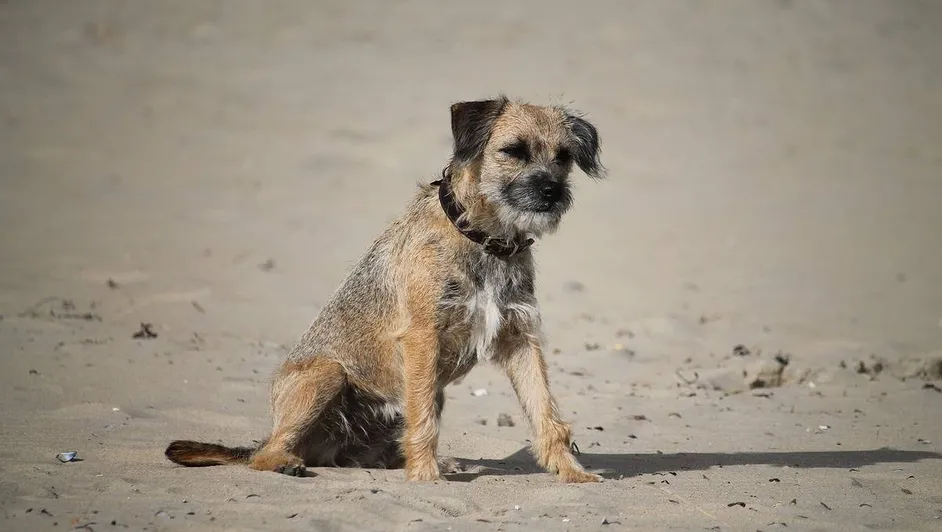 En Suiza, perrita recorre 163 kilómetros en busca de su familia que estaba de vacaciones en Alemania